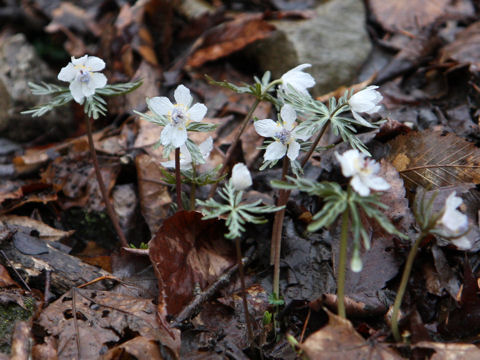 Shibateranthis pinnatifida