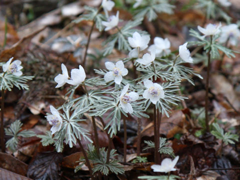 Shibateranthis pinnatifida