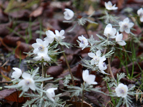 Shibateranthis pinnatifida