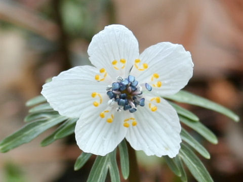 Shibateranthis pinnatifida