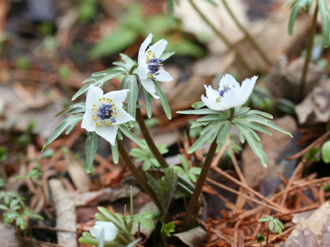 Shibateranthis pinnatifida