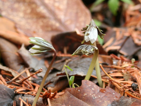 Shibateranthis pinnatifida