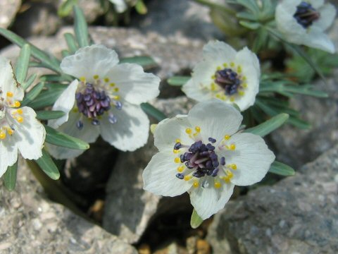 Shibateranthis pinnatifida