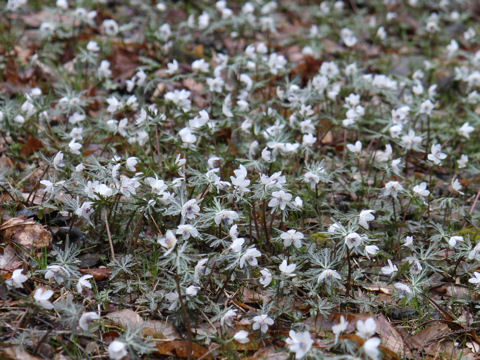 Shibateranthis pinnatifida