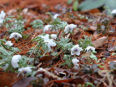 Shibateranthis pinnatifida