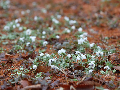 Shibateranthis pinnatifida