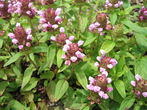 Prunella vulgaris