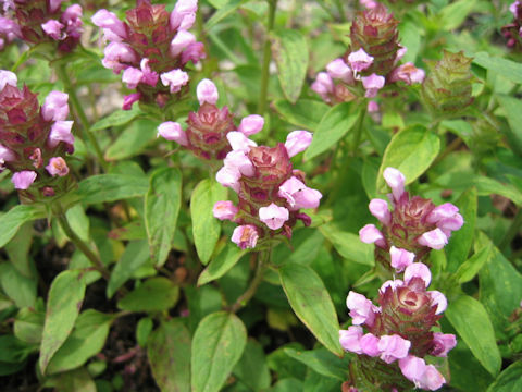 Prunella vulgaris