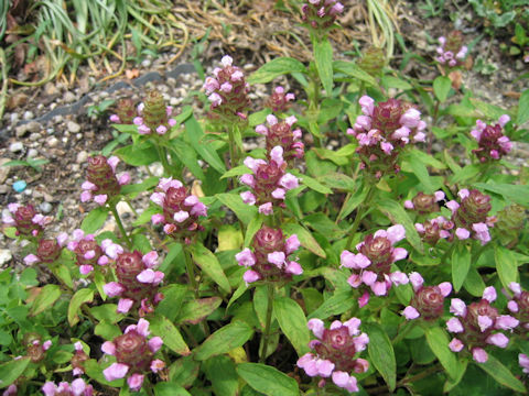 Prunella vulgaris