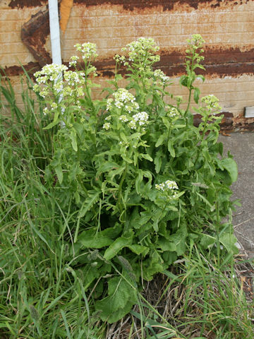 Armoracia rusticana