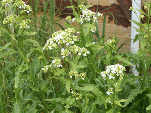 Armoracia rusticana
