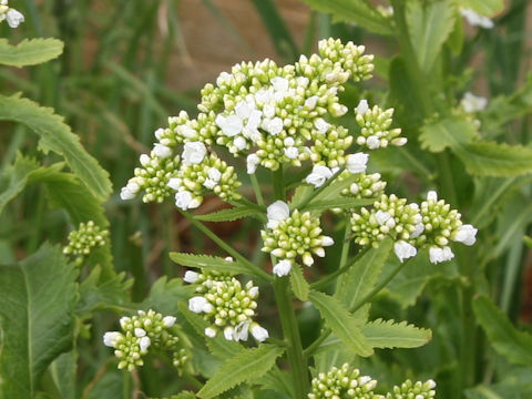 Armoracia rusticana