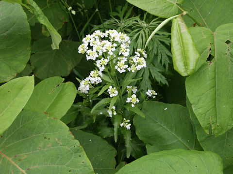 Armoracia rusticana