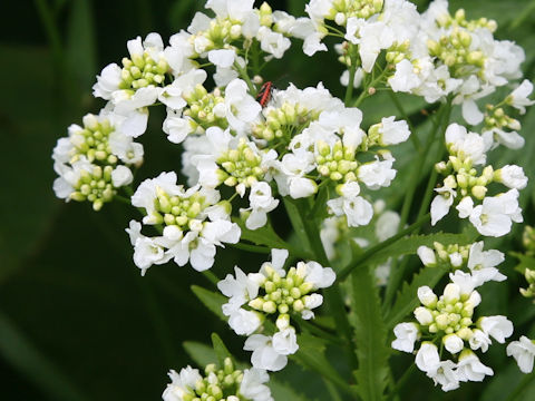 Armoracia rusticana