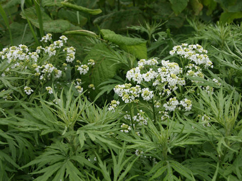 Armoracia rusticana