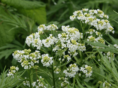 Armoracia rusticana