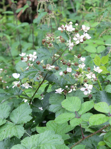 Rubus fruticosus