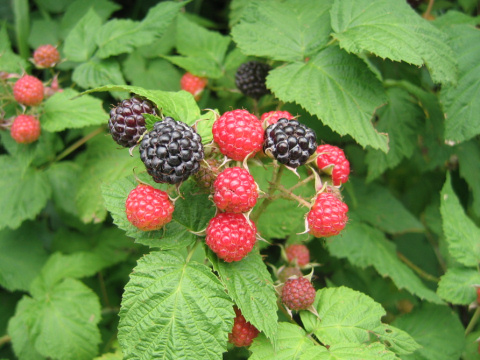 Rubus fruticosus