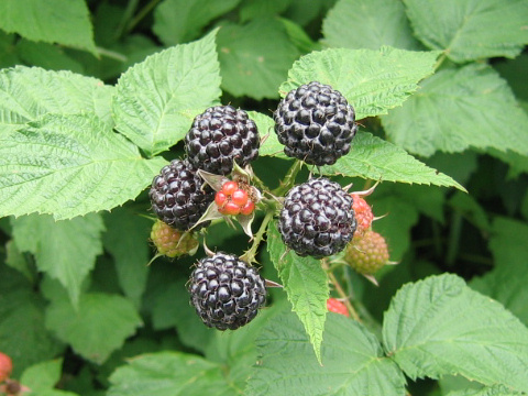 Rubus fruticosus