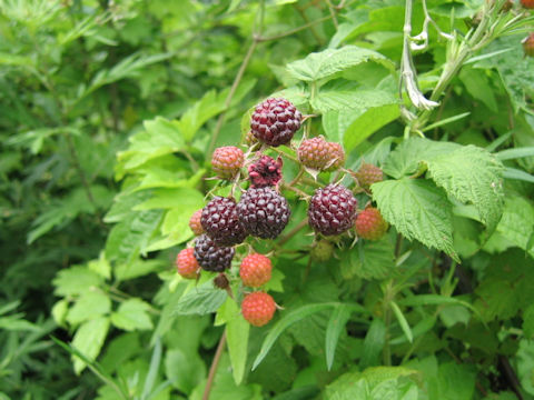 Rubus fruticosus