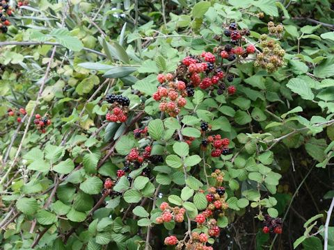 Rubus fruticosus