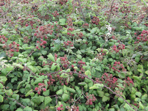 Rubus fruticosus