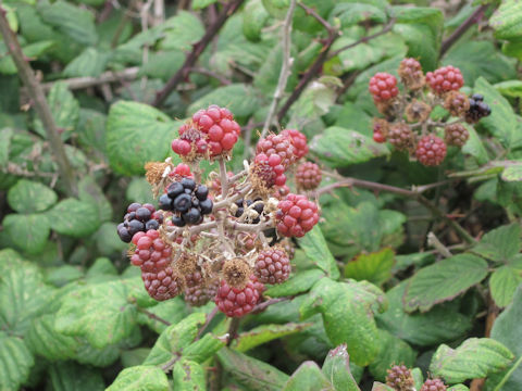 Rubus fruticosus