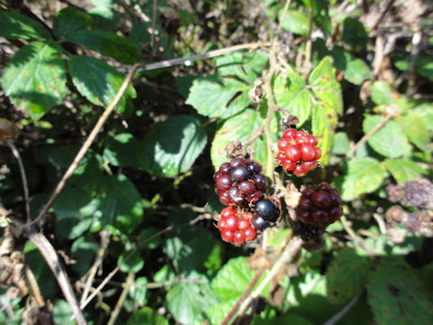 Rubus fruticosus