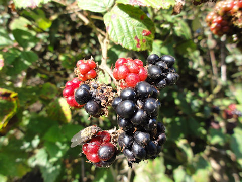 Rubus fruticosus