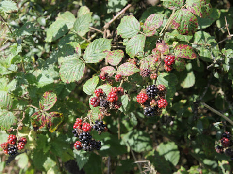 Rubus fruticosus