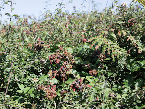 Rubus fruticosus