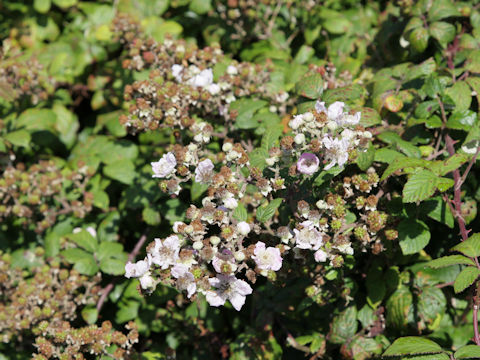 Rubus fruticosus