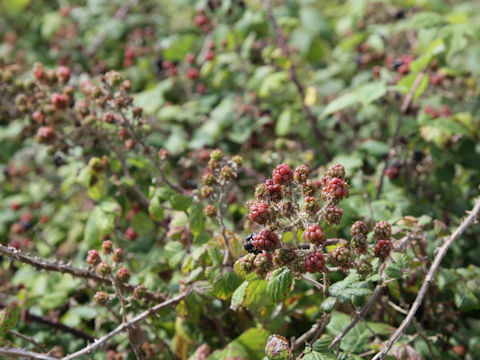 Rubus fruticosus