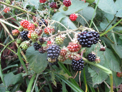 Rubus fruticosus