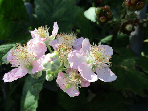 Rubus fruticosus