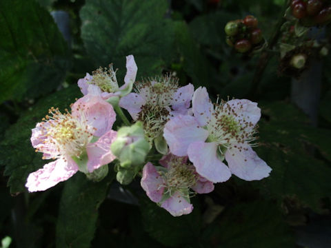 Rubus fruticosus