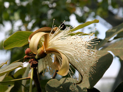 Pseudobombax ellipticum