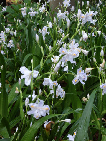 Iris japonica