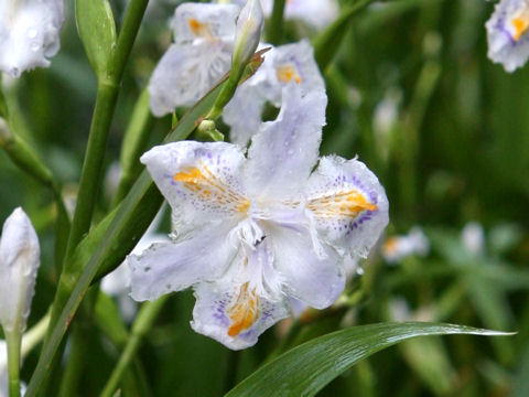 Iris japonica