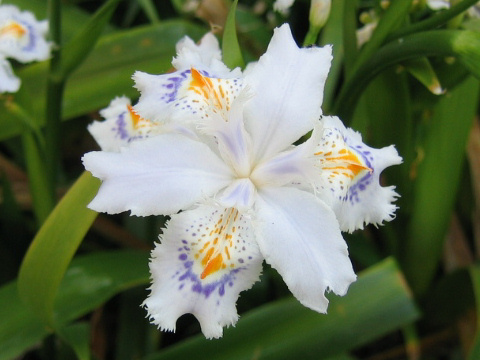 Iris japonica