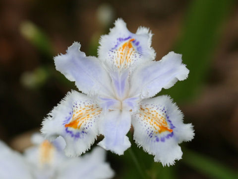 Iris japonica