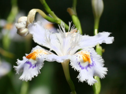 Iris japonica