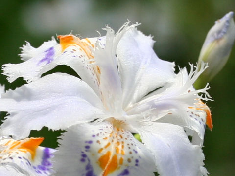 Iris japonica