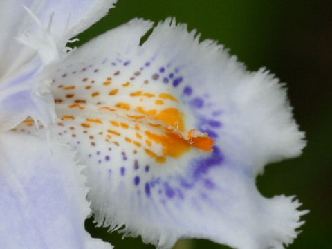 Iris japonica