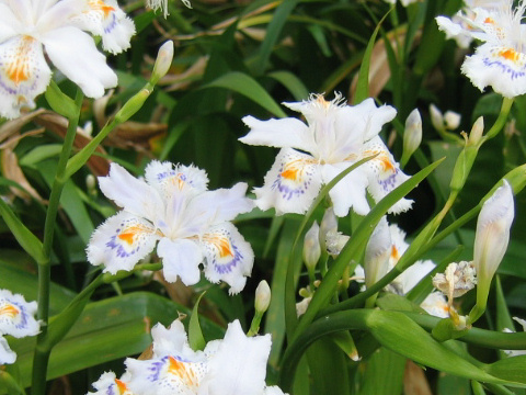 Iris japonica