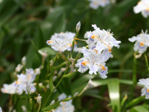 Iris japonica