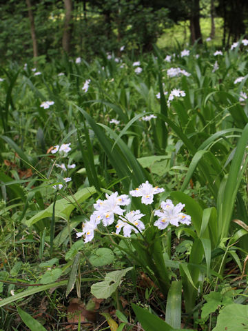 Iris japonica