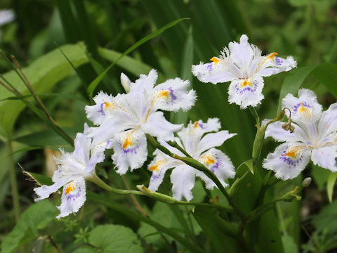 Iris japonica