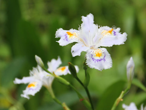 Iris japonica