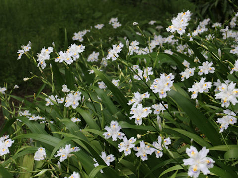 Iris japonica